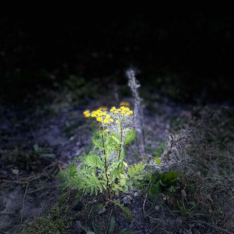 Song for Hans-Georg