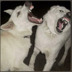 They run from us!!
