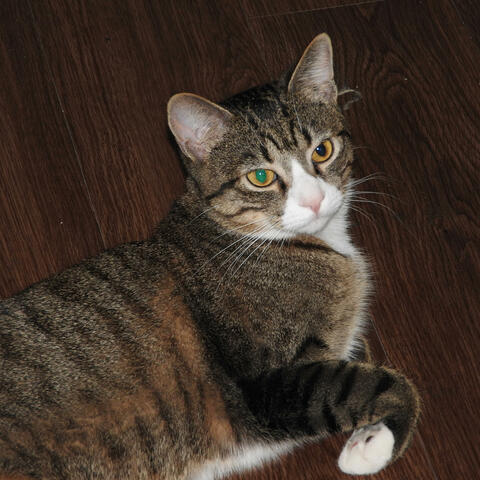 Honey (My Cat)