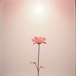 The Light That Blooms Again