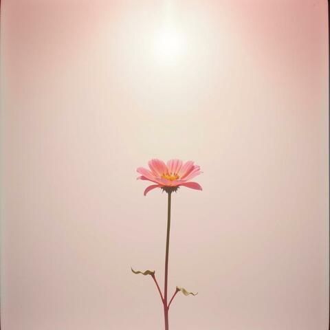 The Light That Blooms Again