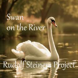 Swan on the River