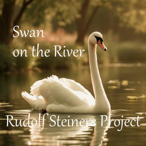 Swan on the River
