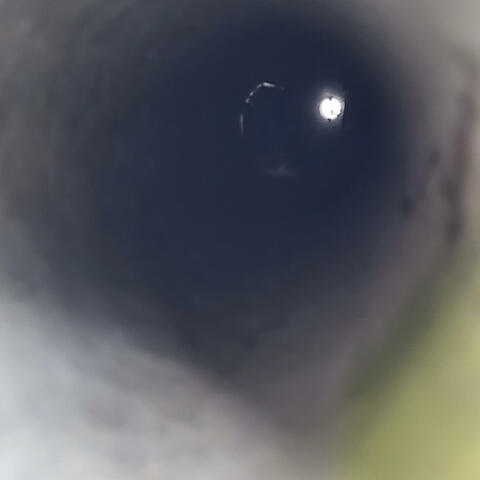 Dyòl Santi Rubensthepaintalist