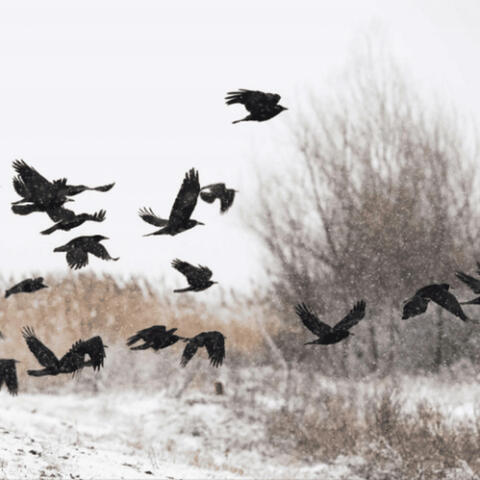 crows