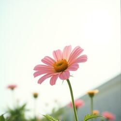 Like a Flower Under the Sky