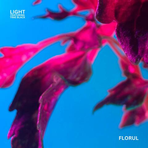 LIGHT (feat. Trae Black)
