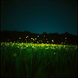 Firefly Nights