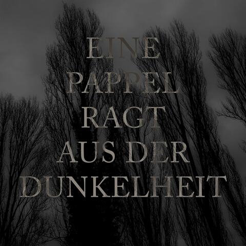 Eine Pappel ragt aus der Dunkelheit