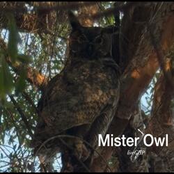 Mister Owl