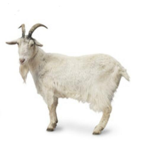 Billy Behavior (Kendrick Diss)