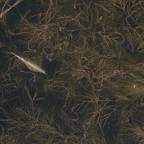 halcyon