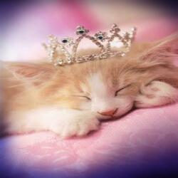 princess xoxo