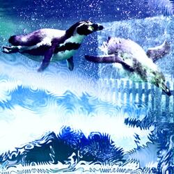 •❈​✿ ⭑penguinᴥ⭒✭•