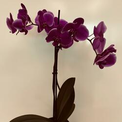 Orchid (Instrumental)