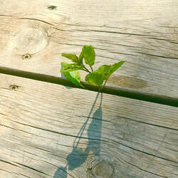 Đối lập và Hài hòa