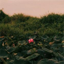 lotus