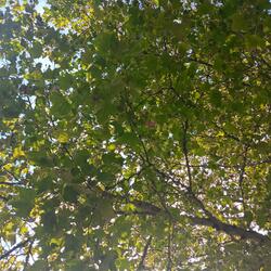 blue eyes, prettier than the pacific