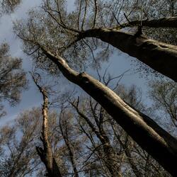 Looming Spires