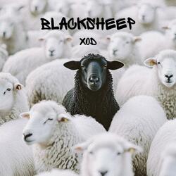 BLACKSHEEP