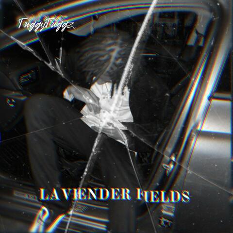 Lavender Feilds