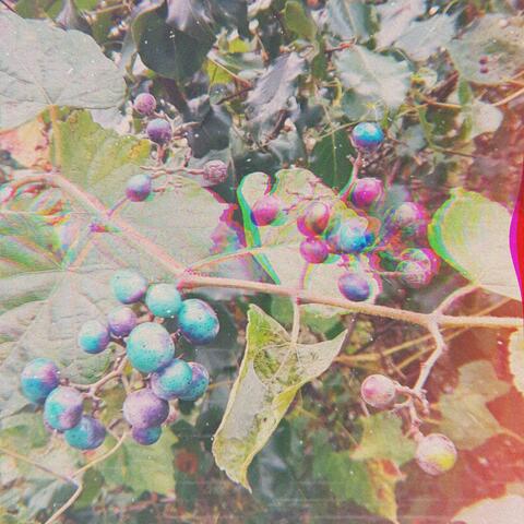 Old Fruit