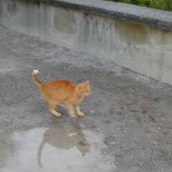 all flowers are perfect