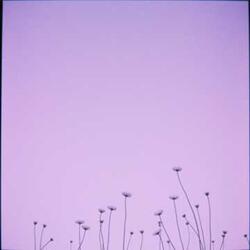 Lavender and Floral Nights