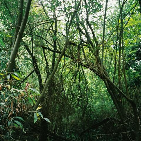 Voi Chegando (feat. Jungla)