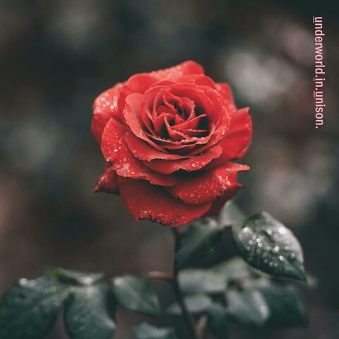 Bloom is Off the Rose (Deluxe)