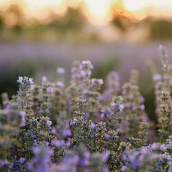 Dewey Morning Meadow