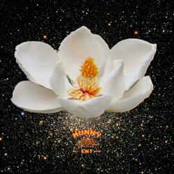 Still Magnolia