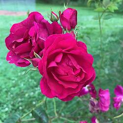 In the Time of the Roses (feat. John James Tourville)