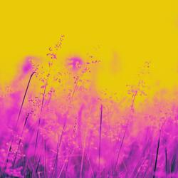 Meadow