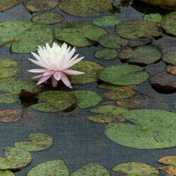 Ponds