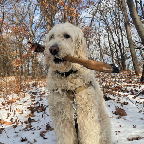 These are songs i made for my grandma Z in 2023