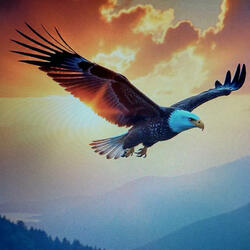 Eagles Wings