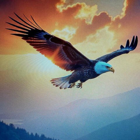 Eagles Wings