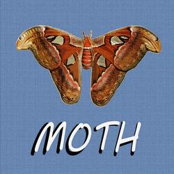 Moth