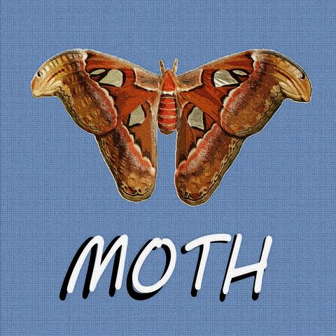Moth