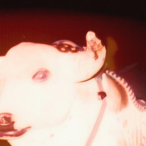 perrreo