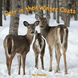 Deer In Their Winter Coats
