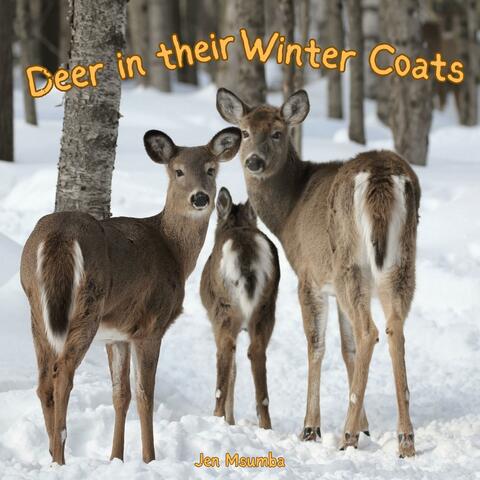 Deer In Their Winter Coats