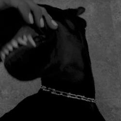 hound (sped up)