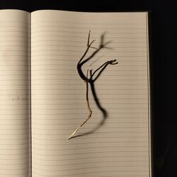 lavandula angustifolia