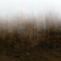 Laura Palmer's Theme