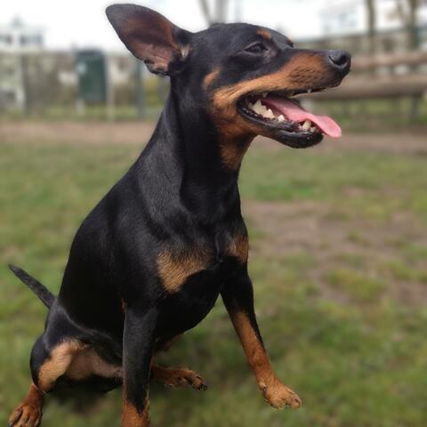Romeo