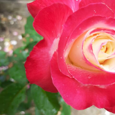 the narcissist's playbook