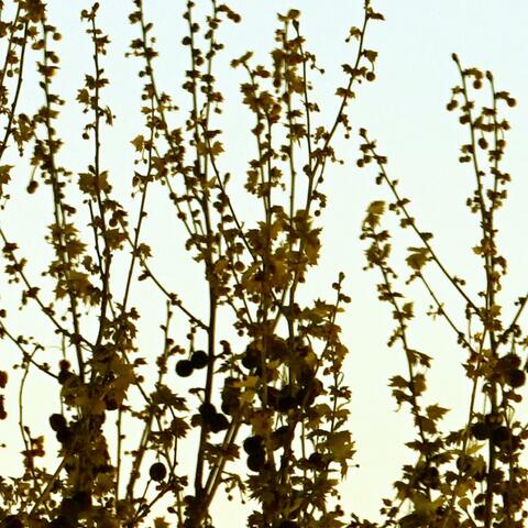 Branches in the dark