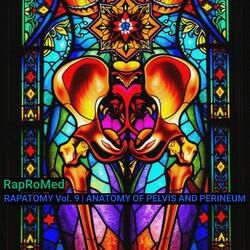 Anatomy of the Female Pelvis and Perineum | Clinical Overview